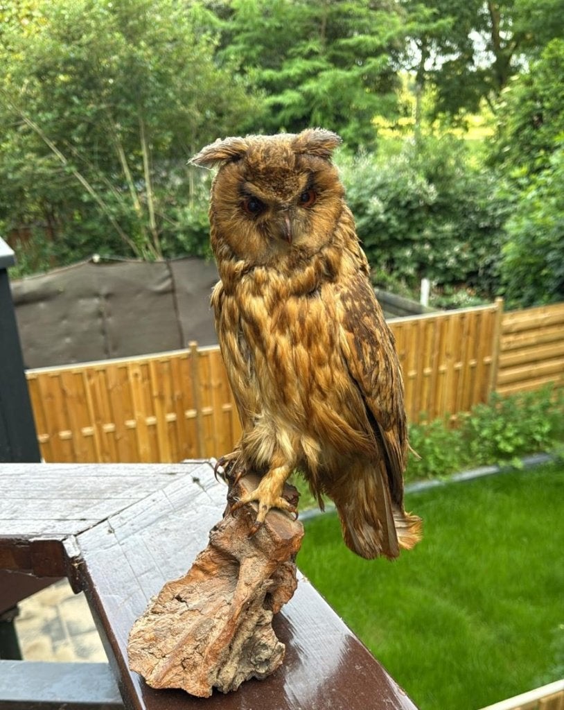 Opgezette uil, Ophalen, Gebruikt, Vogel, Opgezet dier