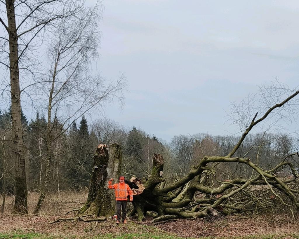 Gratis boom omzagen inruil voor hout, Ophalen, Ophoogzand