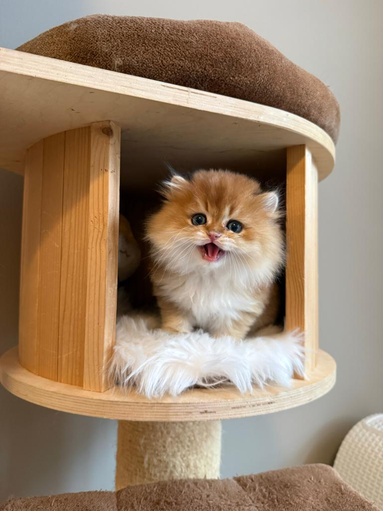Britse korthaar/langhaar kittens, Dieren en Toebehoren, Katten en Kittens | Raskatten | Korthaar, Kater, Ingeënt