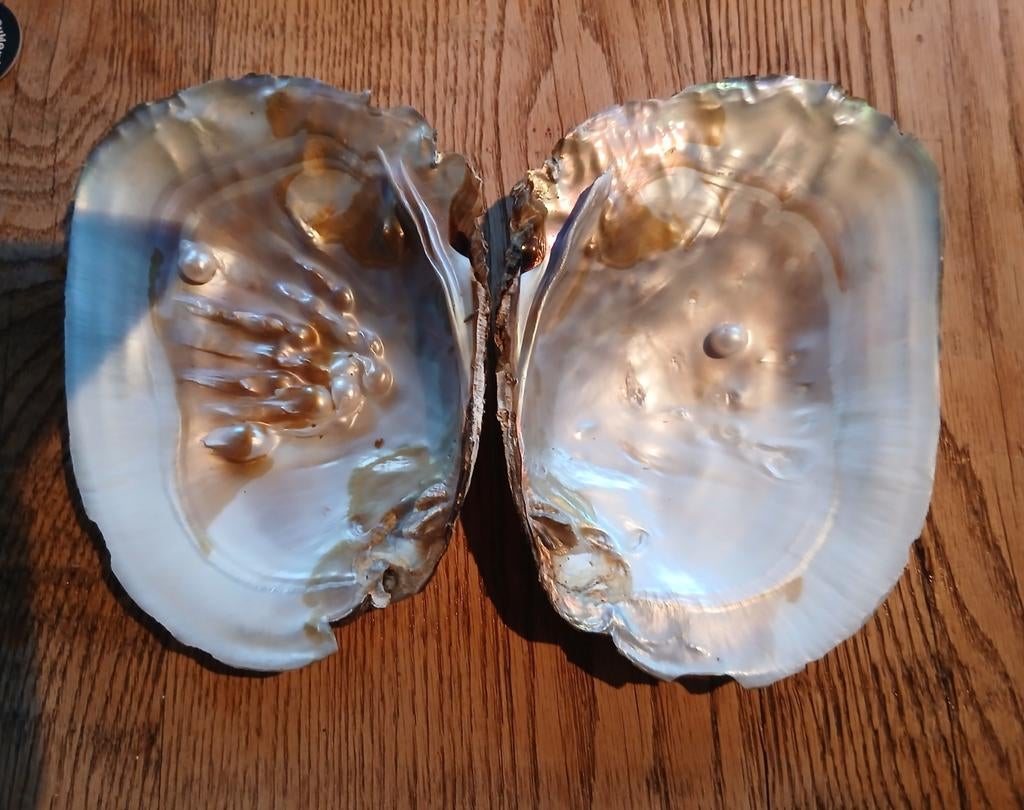 Dubbele schelp met parels, Ophalen of Verzenden, Nieuw