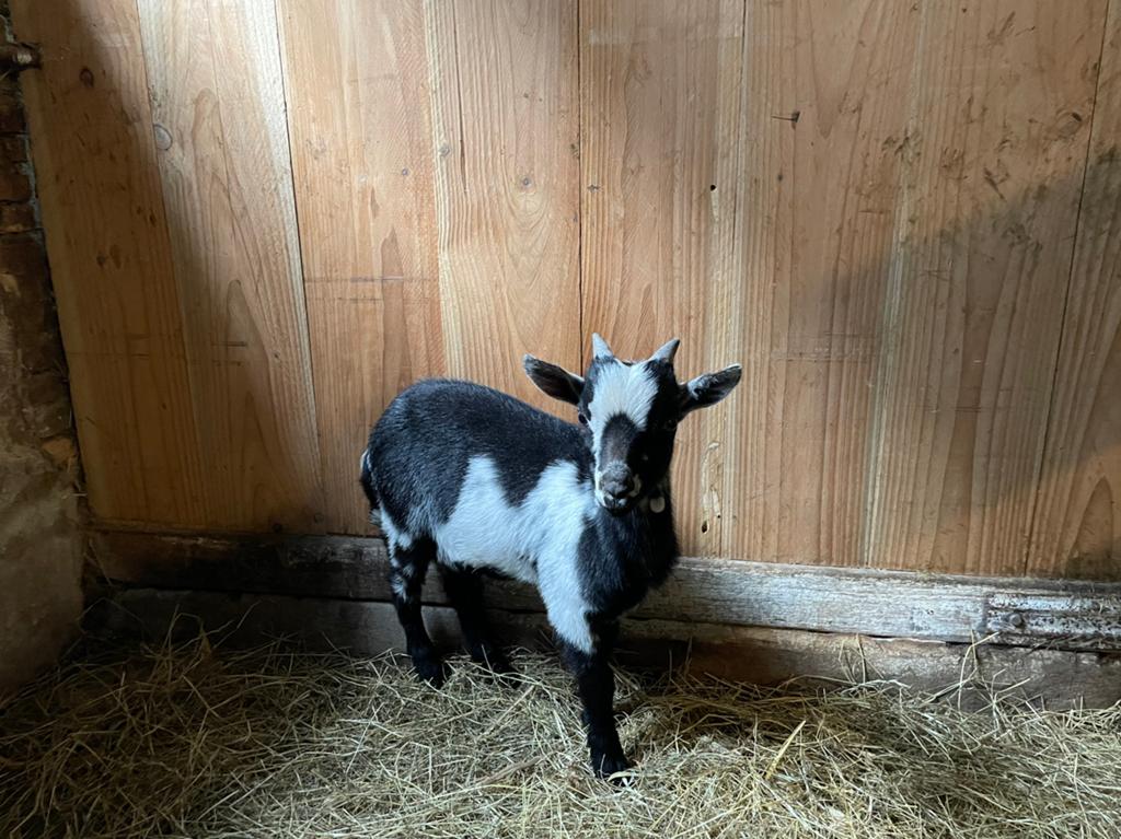 Dwergbokje, Dieren en Toebehoren, Schapen, Geiten en Varkens, Mannelijk, Geit
