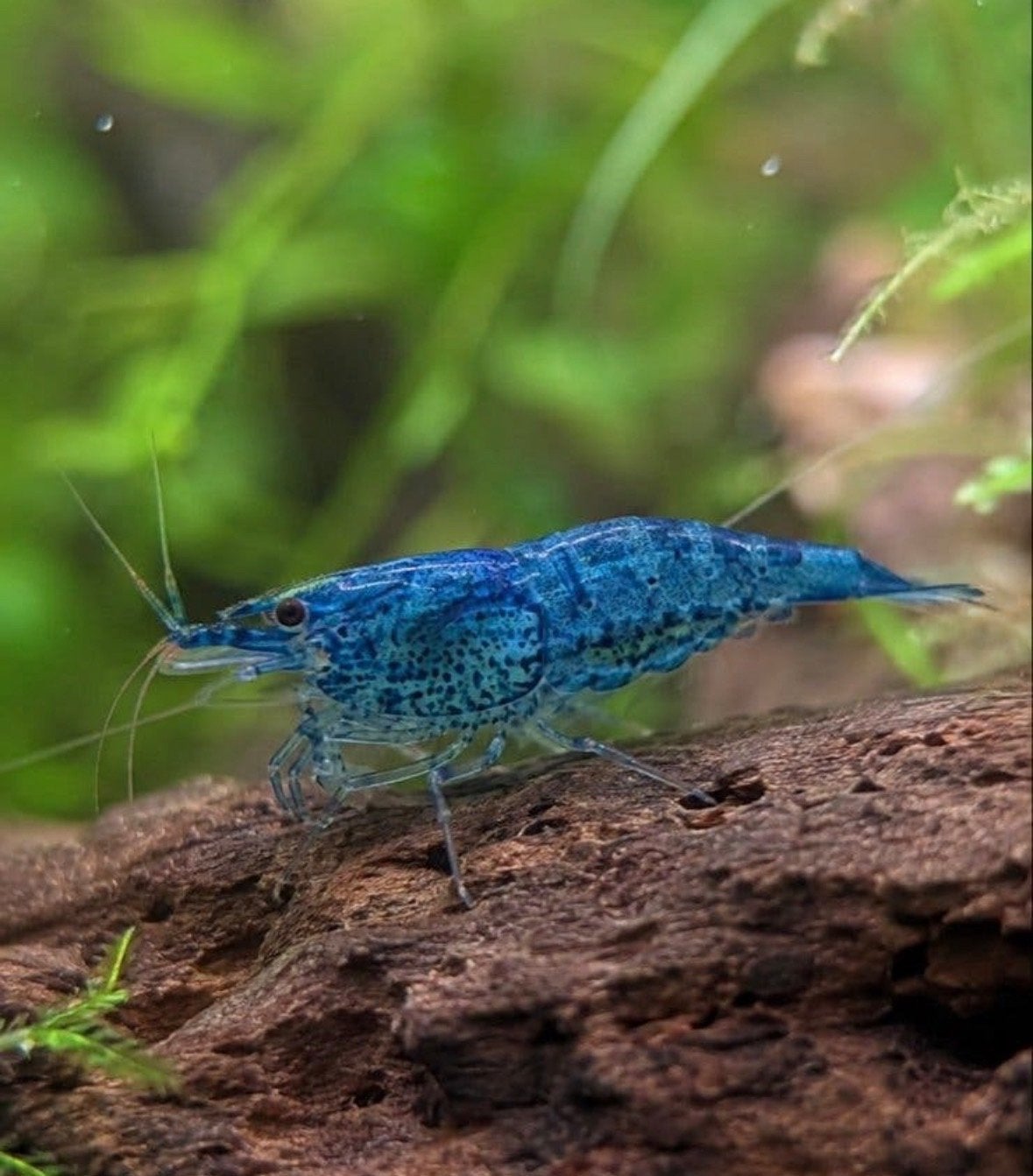 Blauwe garnaal (blue dream/Neocaridina), Kreeft, Krab of Garnaal