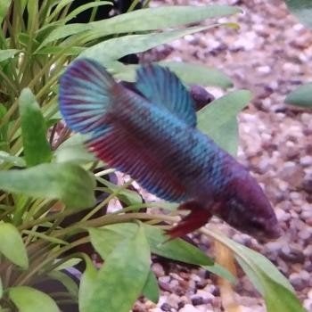 betta splendens vrouw, Dieren en Toebehoren, Vis