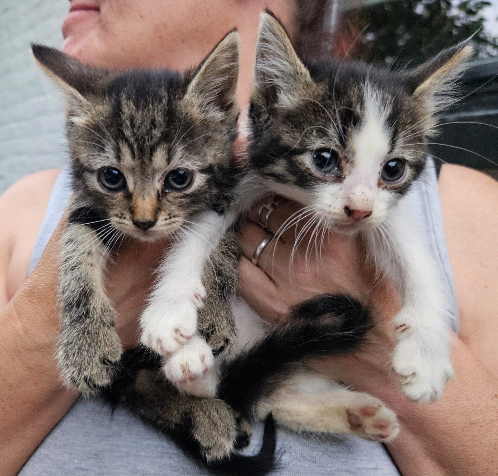 kittens kruising Ragdoll Europese korthaar, Meerdere dieren, Ontwormd