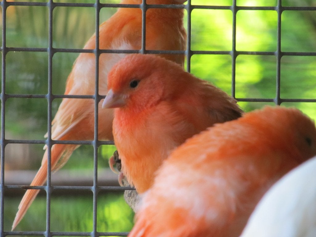rode en harlekijn kanarie's, Dieren en Toebehoren, Meerdere dieren, Kleurkanarie