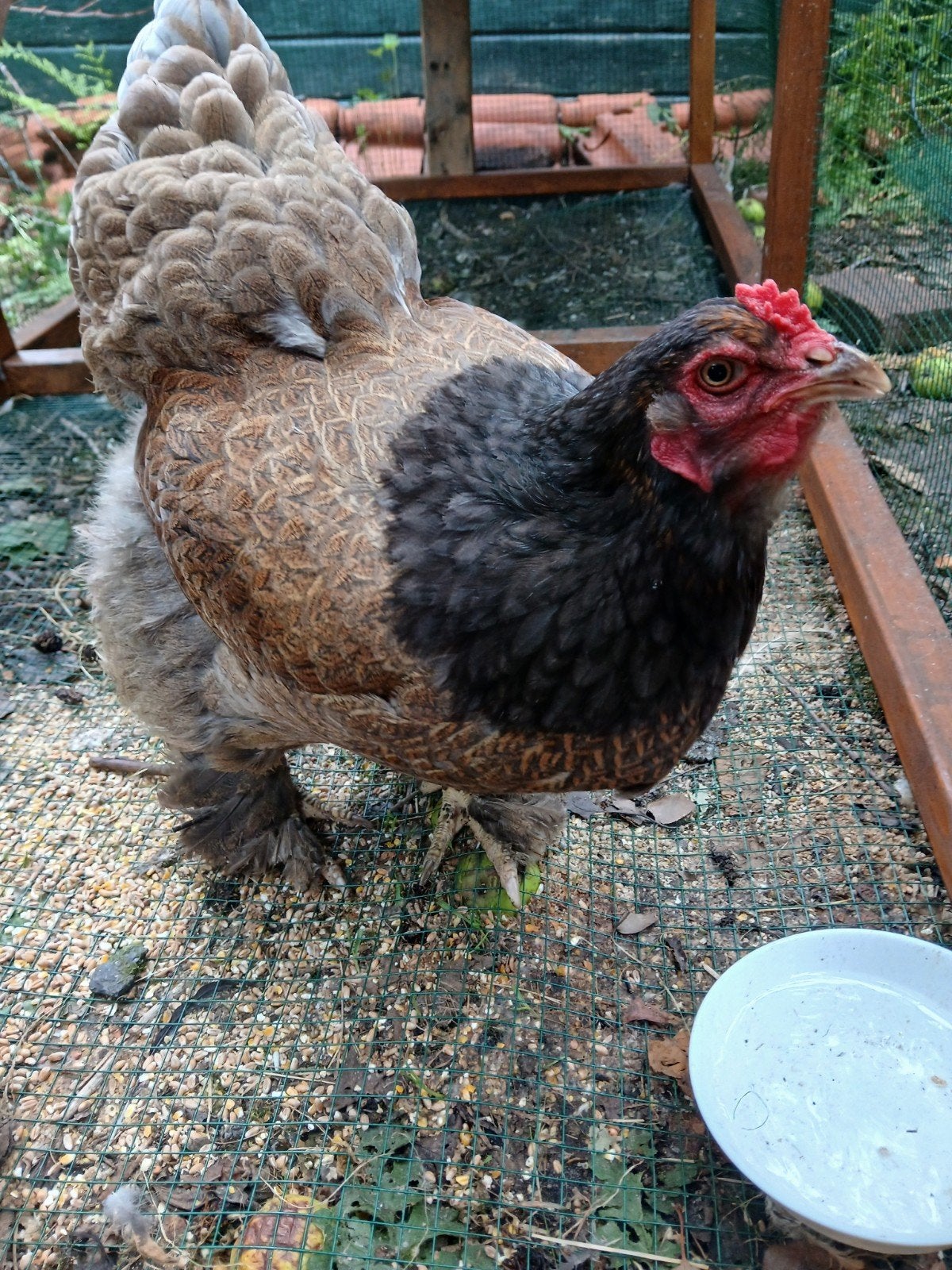 Grote brahma hen 1 jaar, Dieren en Toebehoren, Vrouwelijk, Kip