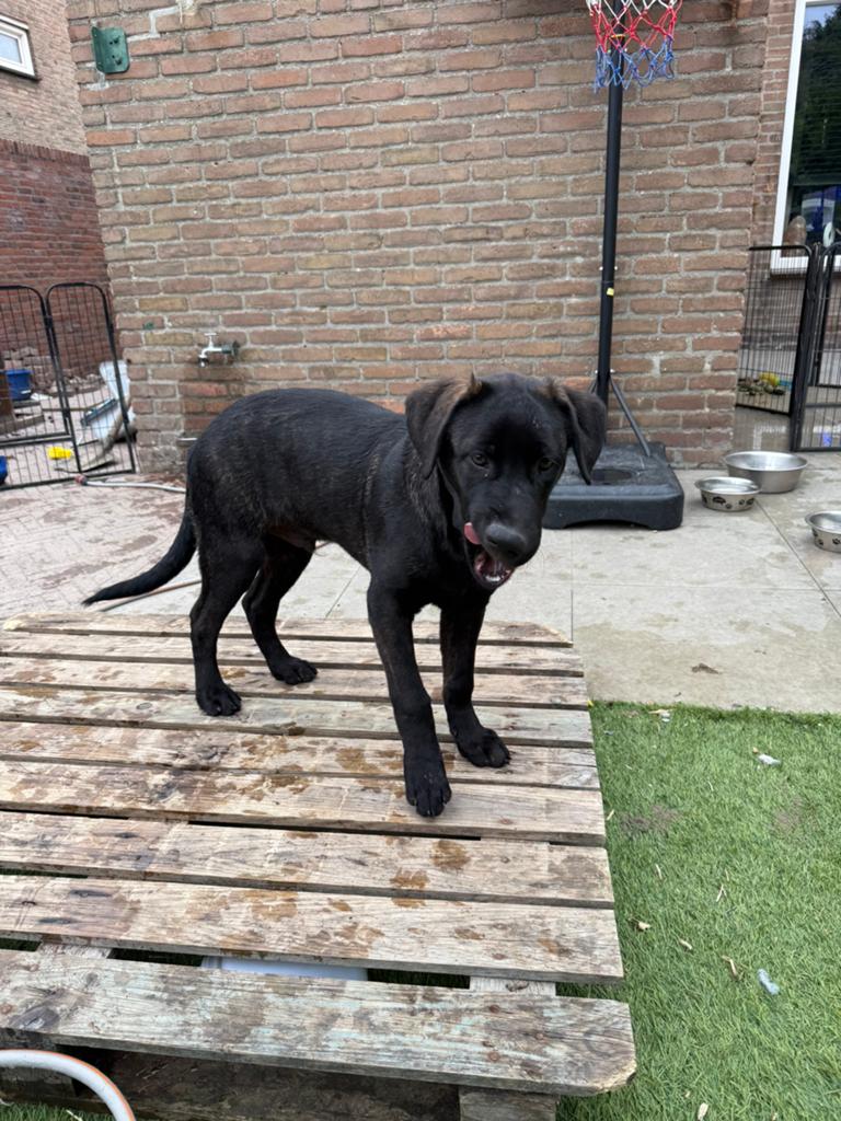 Huiskamernest labrador mix pup zeer sociaal ! Laatste reutje, 8 tot 15 weken, Meerdere, Meerdere dieren, Nederland