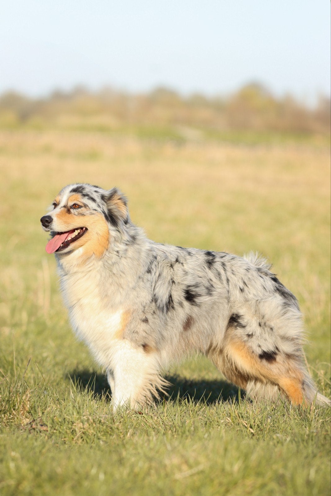 Ter overname livv stamboom australian shepherd teef, CDV (hondenziekte), Teef, Eén hond, 3 tot 5 jaar