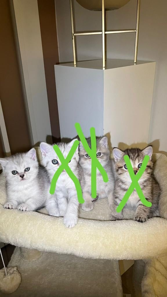 Prachtige Britse Korthaar Kittens, Dieren en Toebehoren, Meerdere dieren, Ontwormd