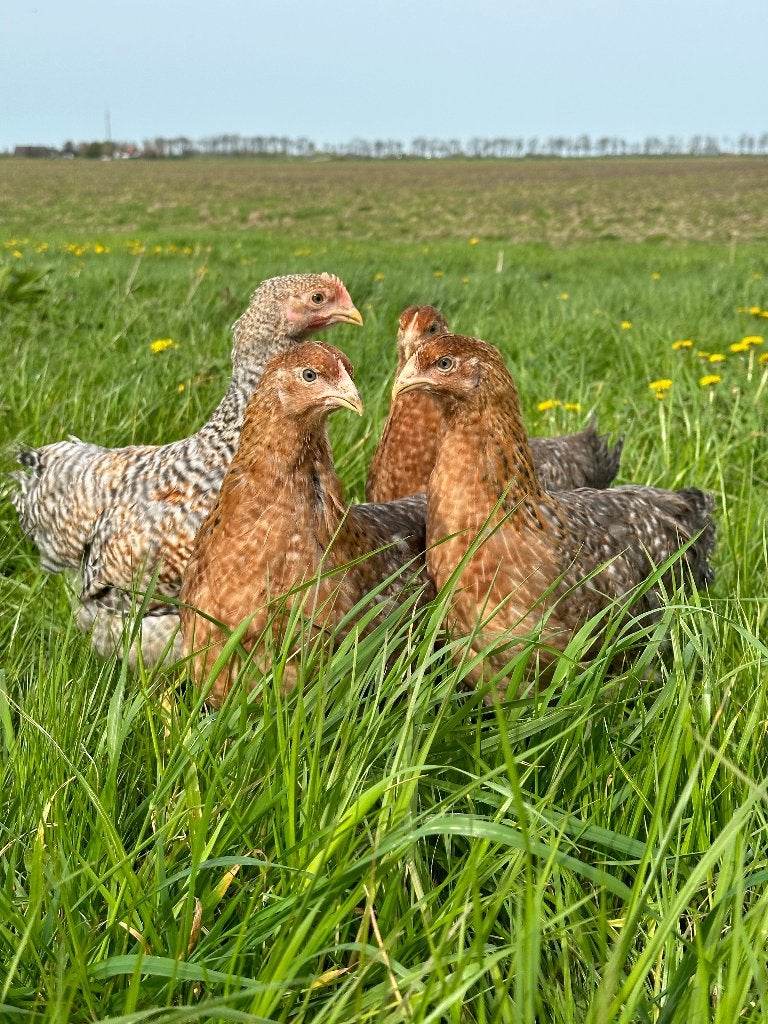 Jonge tamme Bielefelder kippen gesekst & ingeënt, Dieren en Toebehoren, Pluimvee, Vrouwelijk, Kip