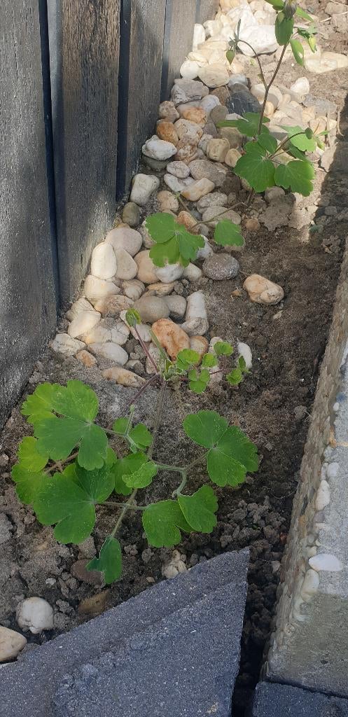 Akelei stekjes, Overige soorten, Vaste plant, Ophalen of Verzenden, Halfschaduw