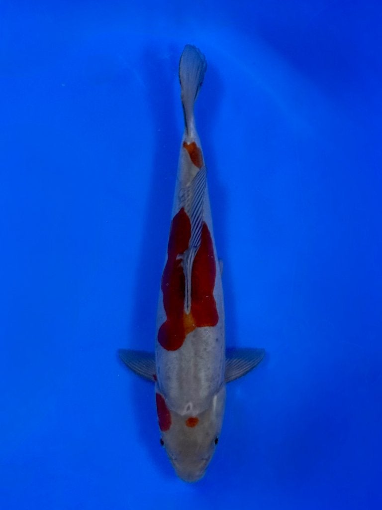 VHQ Doitsu Ochiba Jumbo Tosai Tateshita 30-35 cm, Dieren en Toebehoren, Vissen | Vijvervissen, Karper of Koi