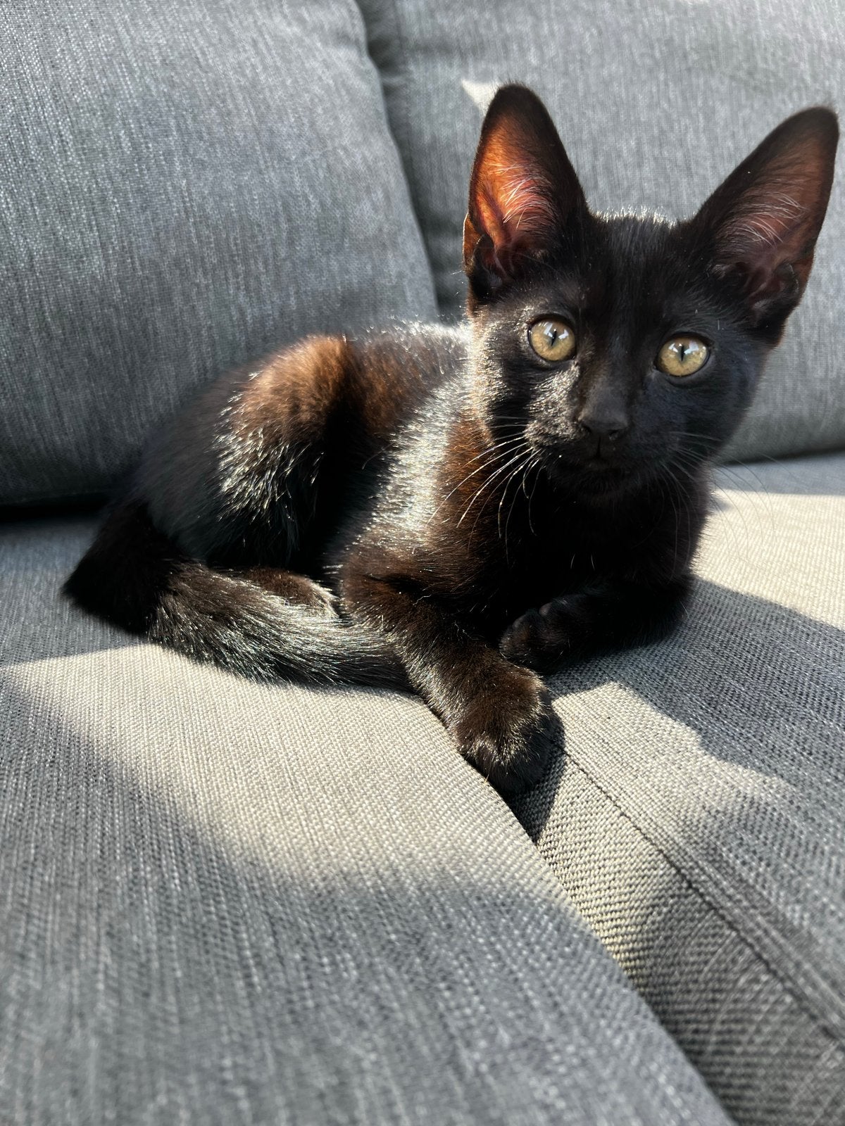 Kitten, Dieren en Toebehoren, Kater