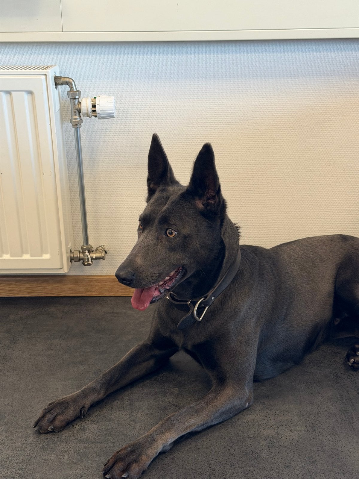 Blauwe Mechelse Herder, België, Particulier, Teef, Groot