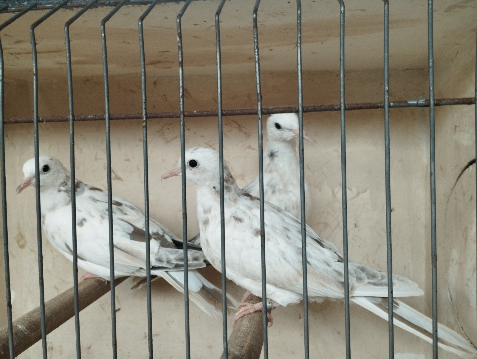 Bonte lach duiven., Meerdere dieren, Tortelduif