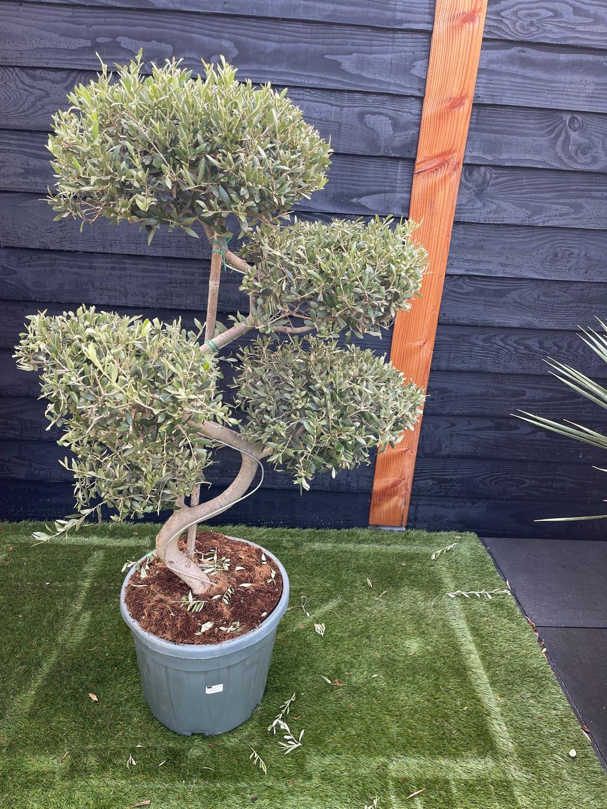 Uniek! MOOIE OLĲFBOMEN – SPIRAAL PON PON, Tuin en Terras, Planten | Bomen, Volle zon, 100 tot 250 cm, Zomer, Overige soorten