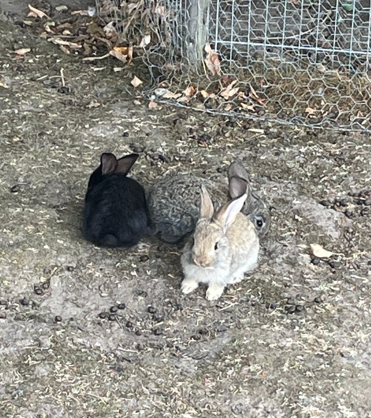Jonge Vlaamse reus konijnen, Dieren en Toebehoren, Meerdere dieren, Groot, 0 tot 2 jaar