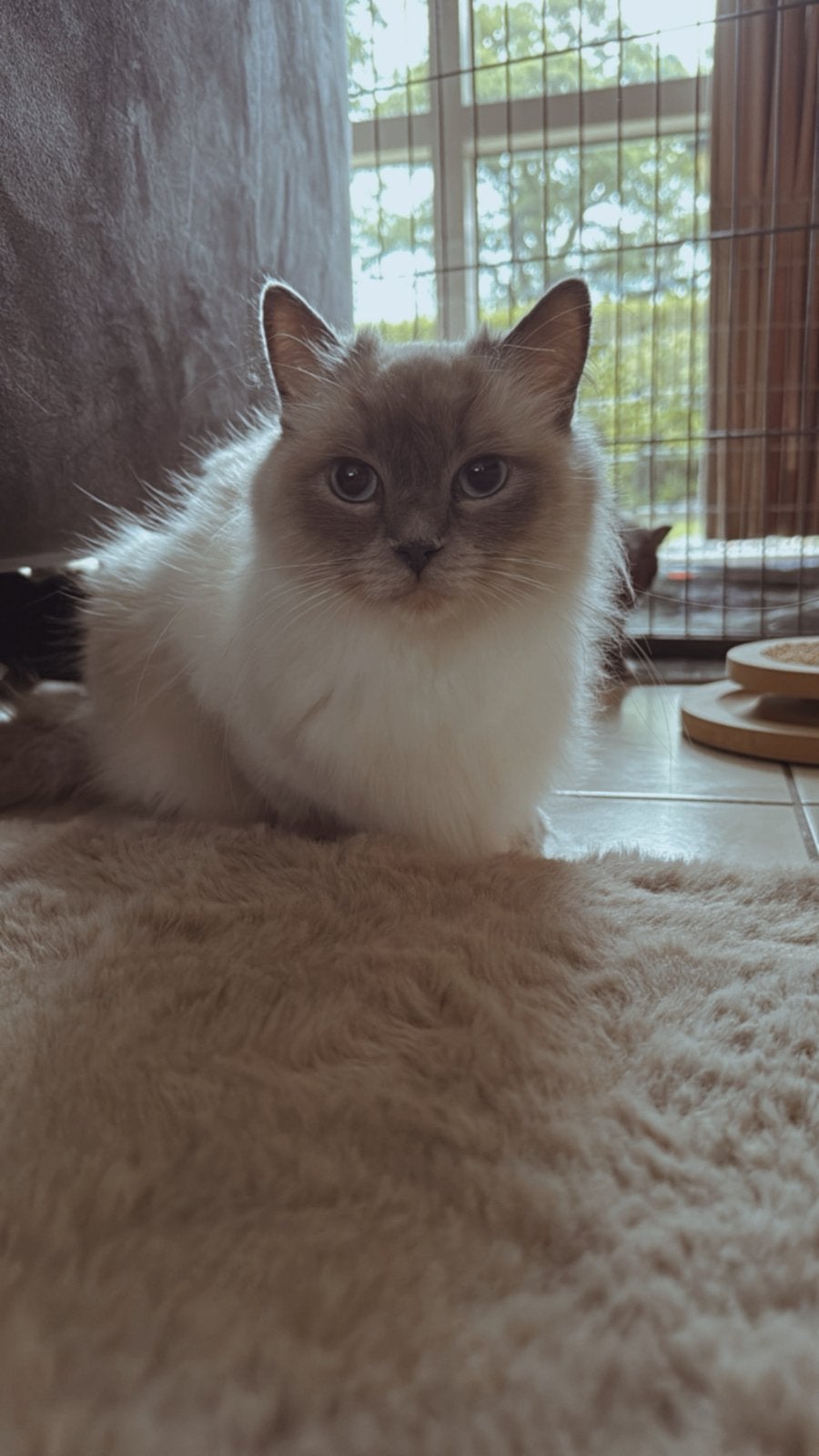 X Ragdoll kittens ️, Meerdere dieren, Ontwormd, 0 tot 2 jaar