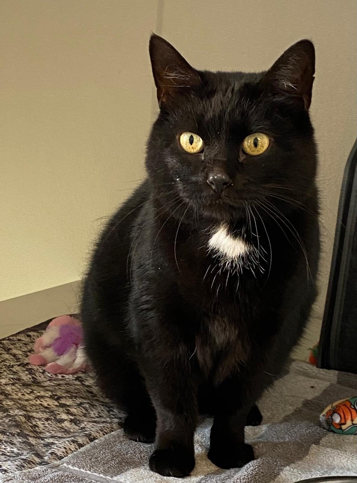 Nieuw huisje gezocht voor deze kater, Dieren en Toebehoren, Katten en Kittens | Overige Katten, Kater