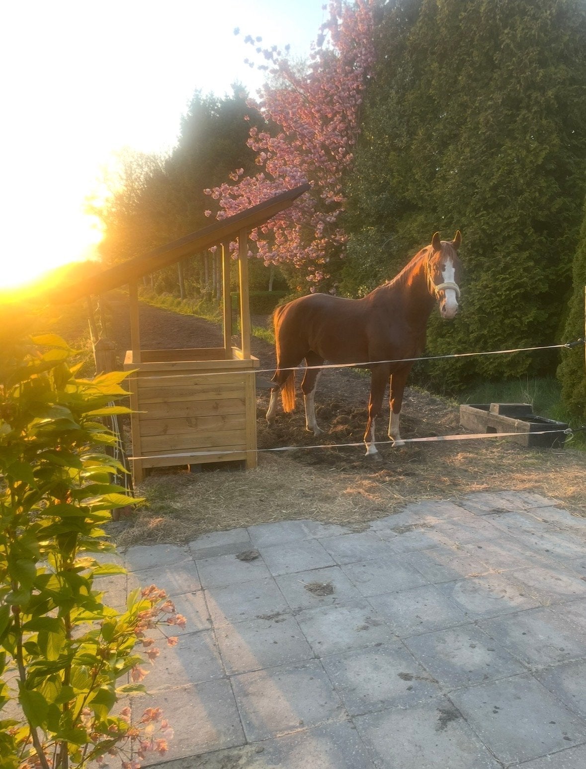 Opfok plek **hengten**, Dieren en Toebehoren, Opfok, 2 of 3 paarden of pony's