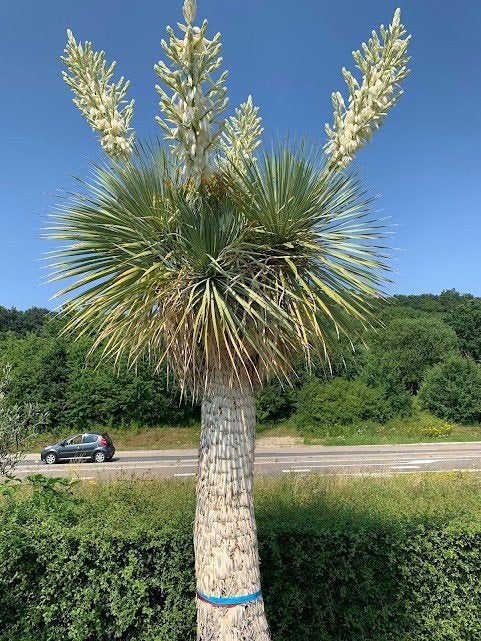 Yucca Rostrata, Volle zon, Vaste plant, Zomer, Ophalen