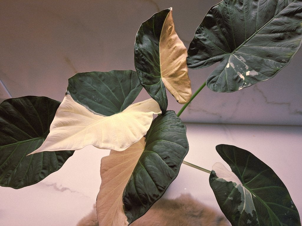 Alocasia Regal Shields Albo/Pink knollen, Ophalen of Verzenden, Overige soorten, Halfschaduw, Minder dan 100 cm