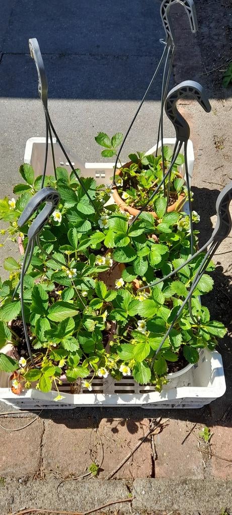 Verse aardbeiplantjes - Eigen oogst gegarandeerd!, Ophalen, Volle zon, Vaste plant, Fruitplanten