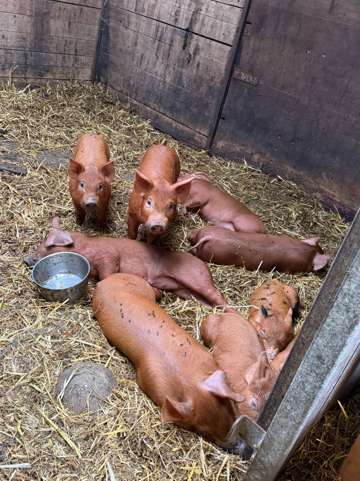 Duroc biggen, Dieren en Toebehoren, Meerdere dieren, Varken