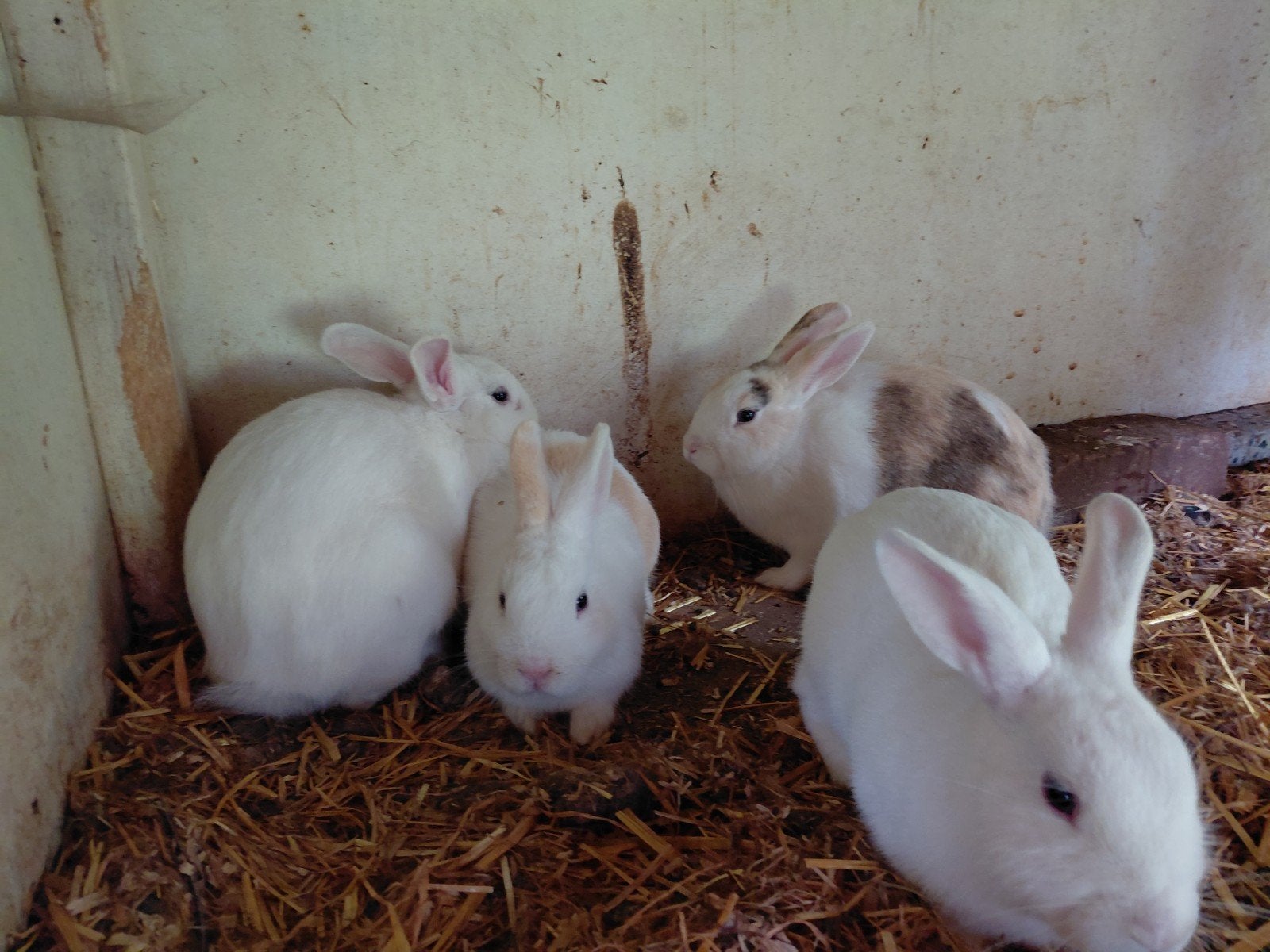 Te koop, 4 voedster konijnen, Dieren en Toebehoren, Konijnen, Vrouwelijk, 0 tot 2 jaar
