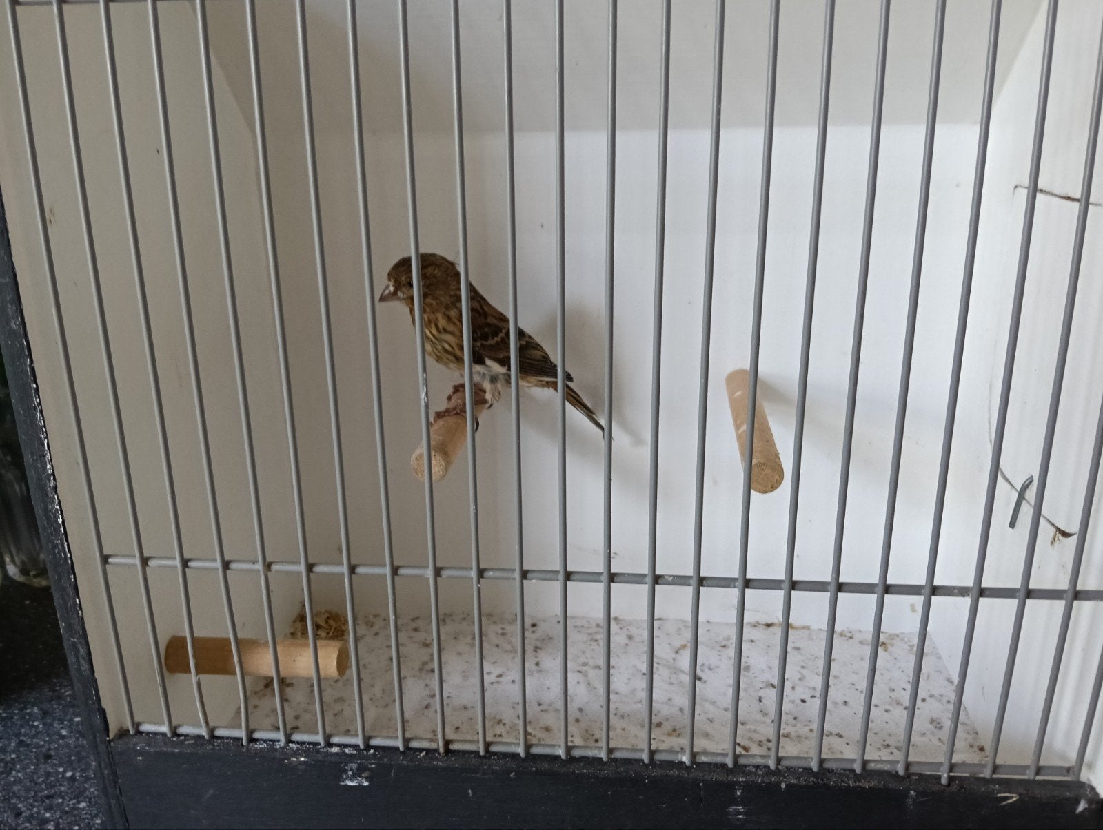 Jonge kanaries lizard,fife fancy, Dieren en Toebehoren, Vogels | Kanaries, Meerdere dieren
