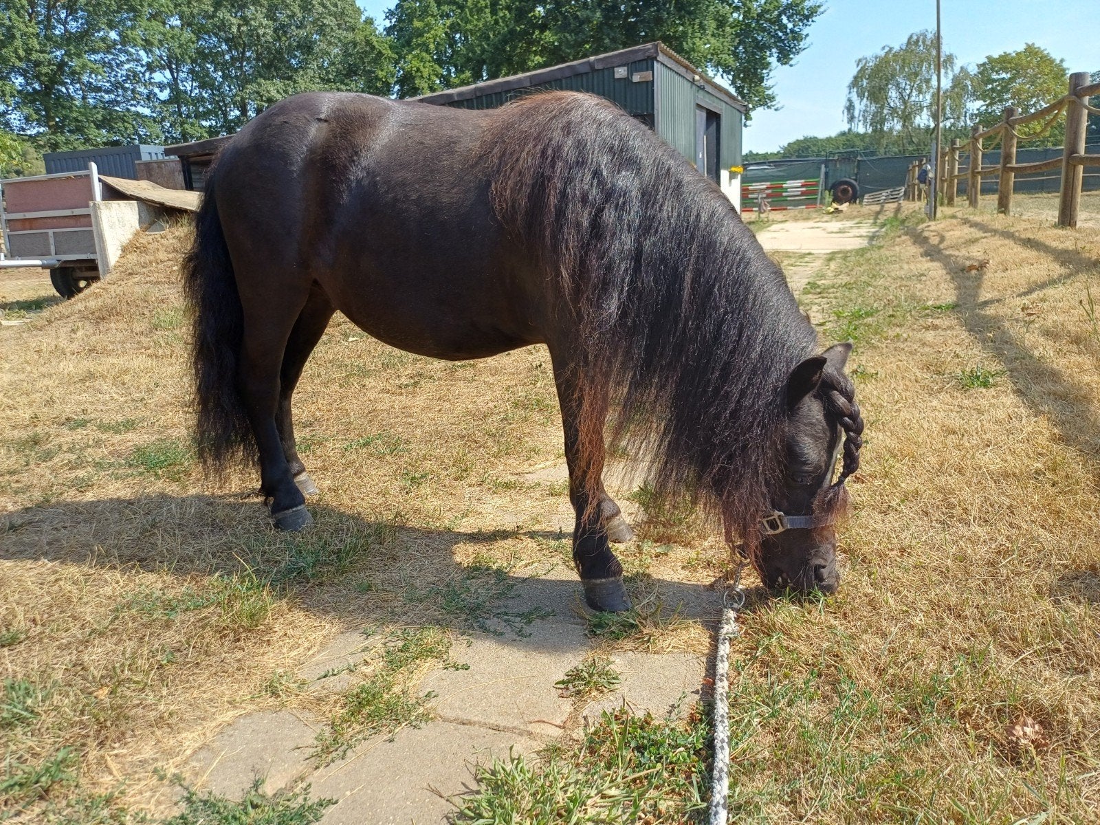 Foto 11 van 2 brave shetlander ruintjes! 🩵🩵 2 jaar oud