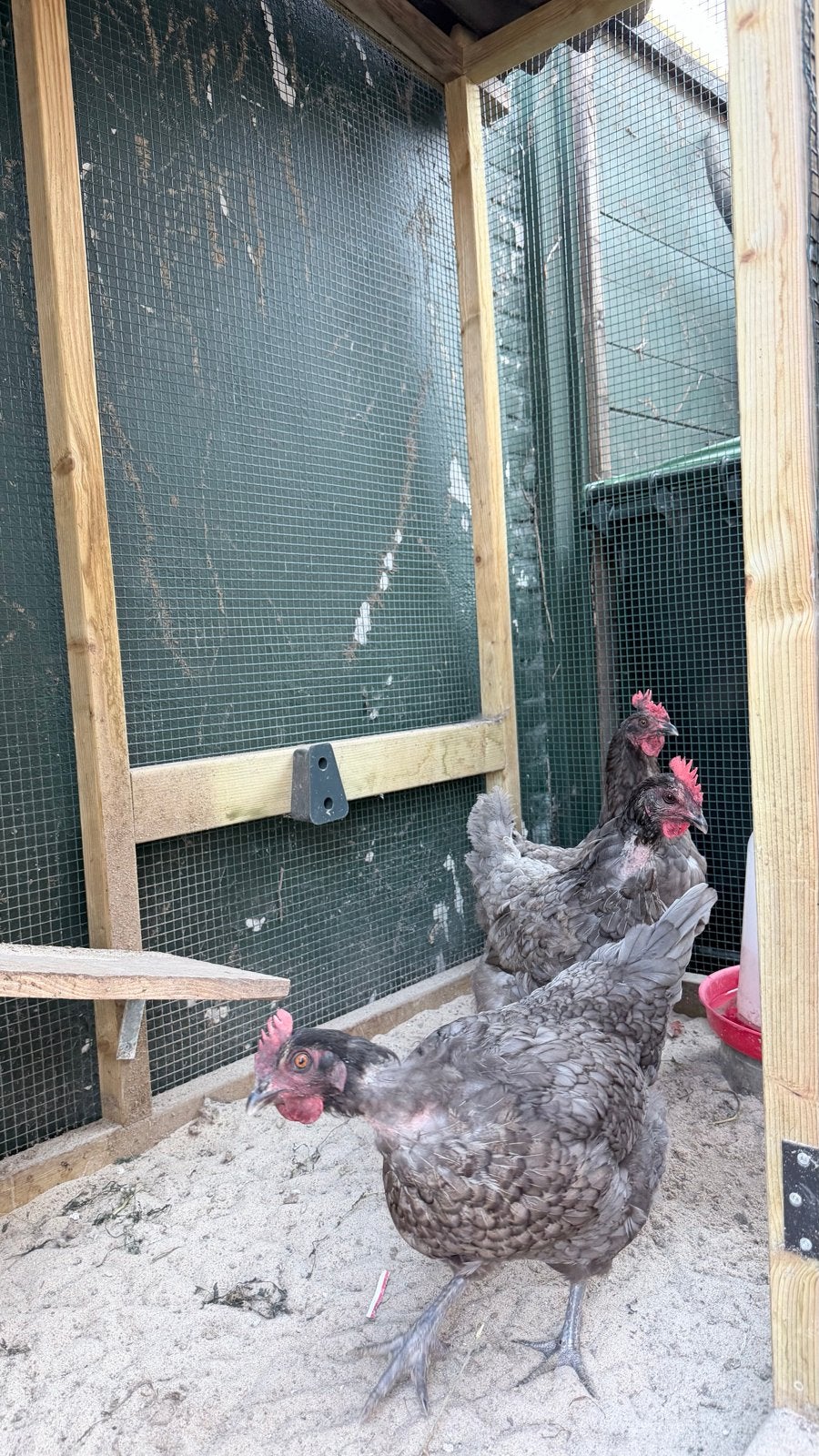 Legkippen, Dieren en Toebehoren, Pluimvee, Vrouwelijk, Kip