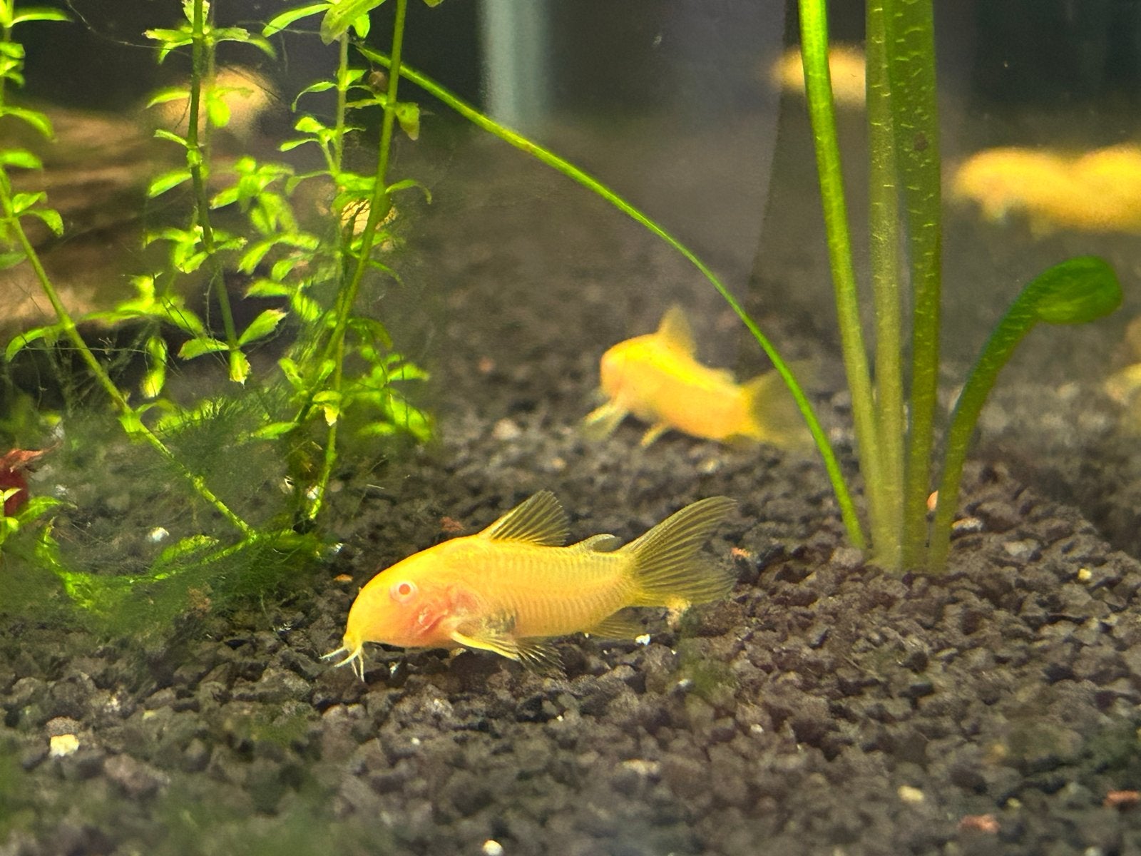Albino gold stripe corydoras, Dieren en Toebehoren, Vis, Zoetwatervis, Schoolvis