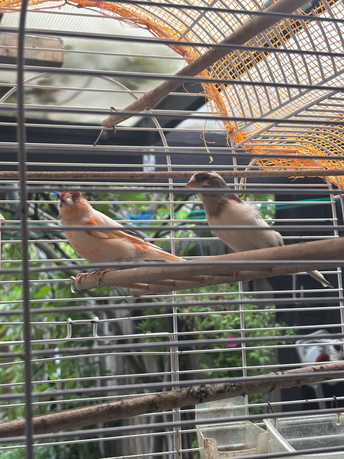 2 Parkieten (mannetje & vrouwtje) + kooi, Meerdere dieren
