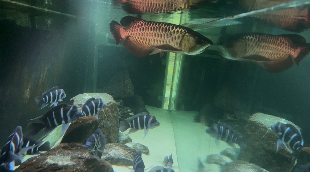 Blue Base Arowana, Dieren en Toebehoren, Vis