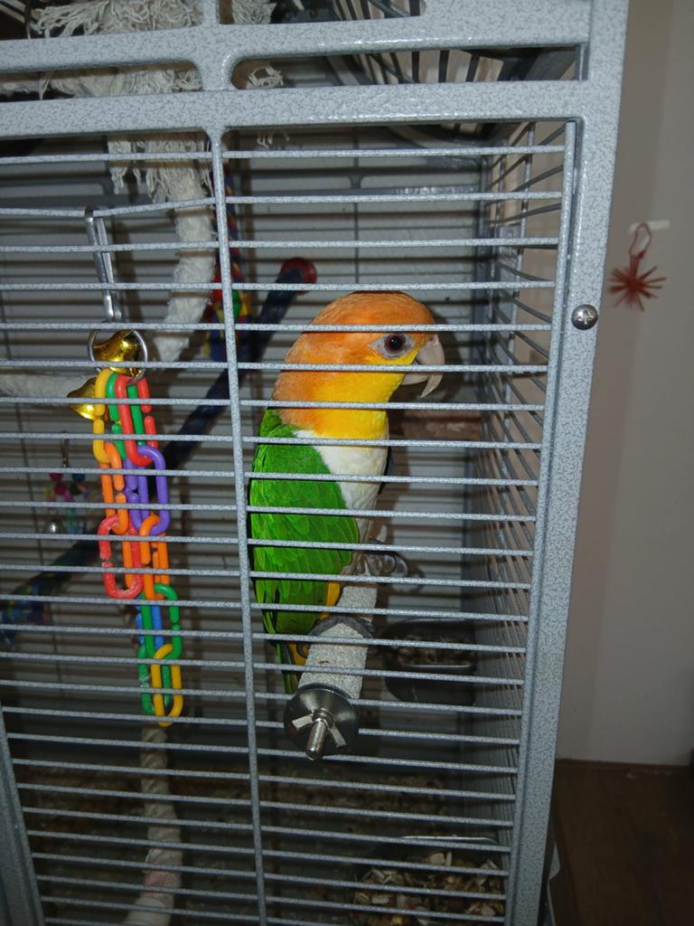 Caique mannetje handtam dna, Mannelijk, Papegaai, Pratend