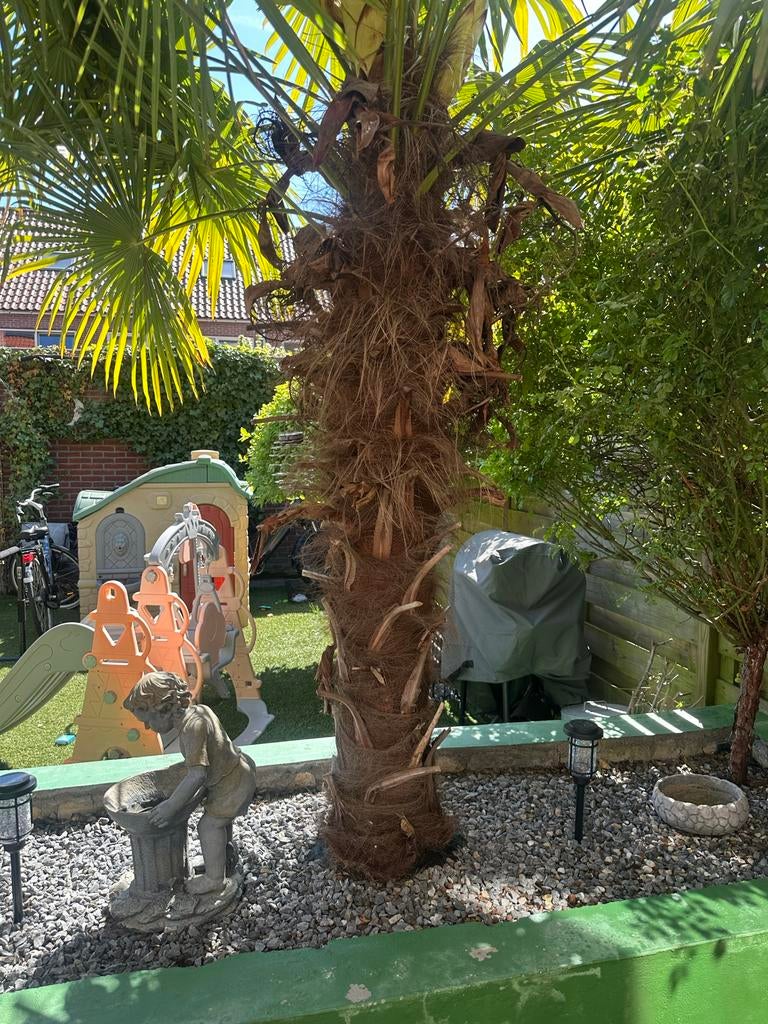 Grote Palmboom 2 maal- 280 cm hoog Tuin, Volle zon, Vaste plant, Bloeit niet, Ophalen