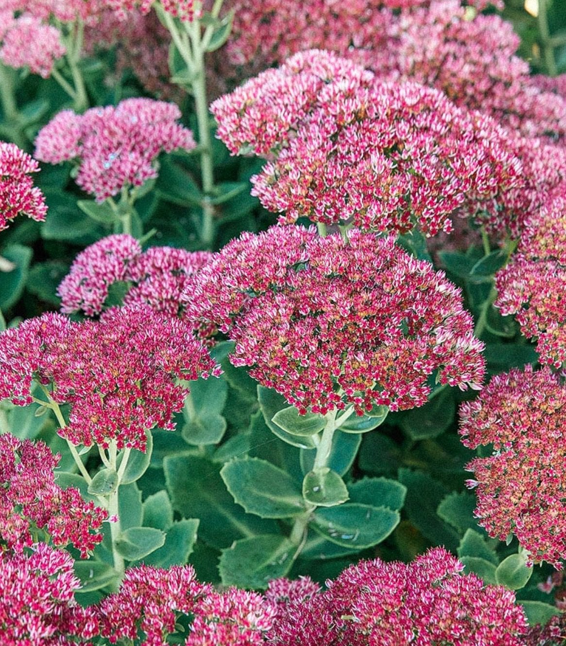 SEDUM Herbstfreunde Hemelsleutel uit Biologische tuin, Vaste plant, Halfschaduw, Herfst, Ophalen