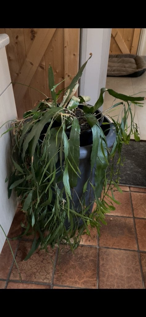 Plant, Ophalen, Vetplant, Halfschaduw, Minder dan 100 cm
