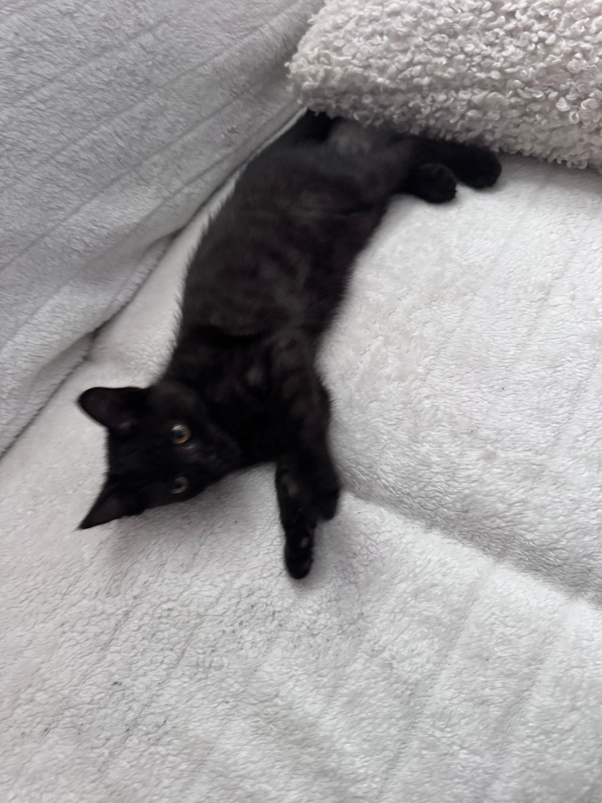 Kitten 2x 🐯 Babycat, Meerdere dieren, Ontwormd