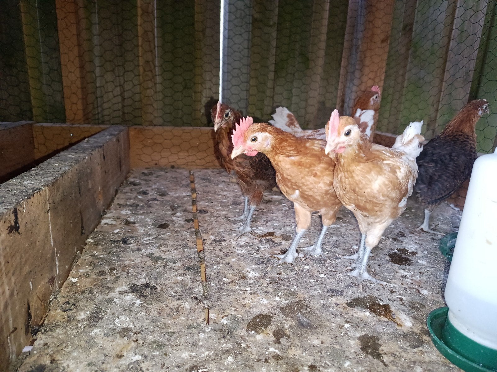 Friese hoender haan, Dieren en Toebehoren, Mannelijk, Kip