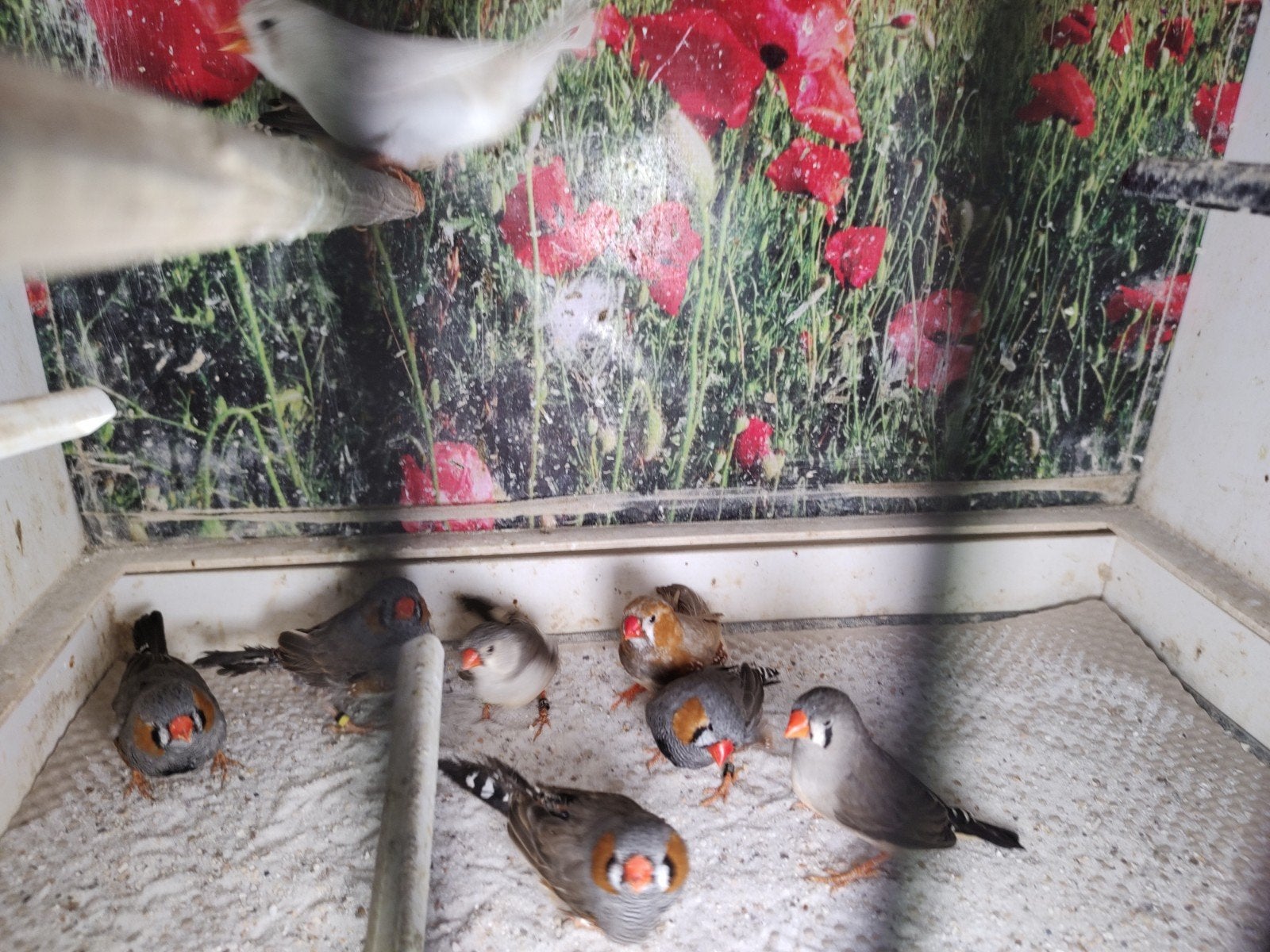 8 zebravinken div kleuren/mutaties (nog 3mannen-5poppen), Dieren en Toebehoren, Meerdere dieren, Tropenvogel, Geringd