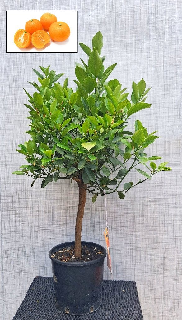 1 Citrus Caladomin Mitis- Kleine Zure Sinaasappel- Bloeiend, Ophalen, Minder dan 100 cm, Overige soorten, Volle zon