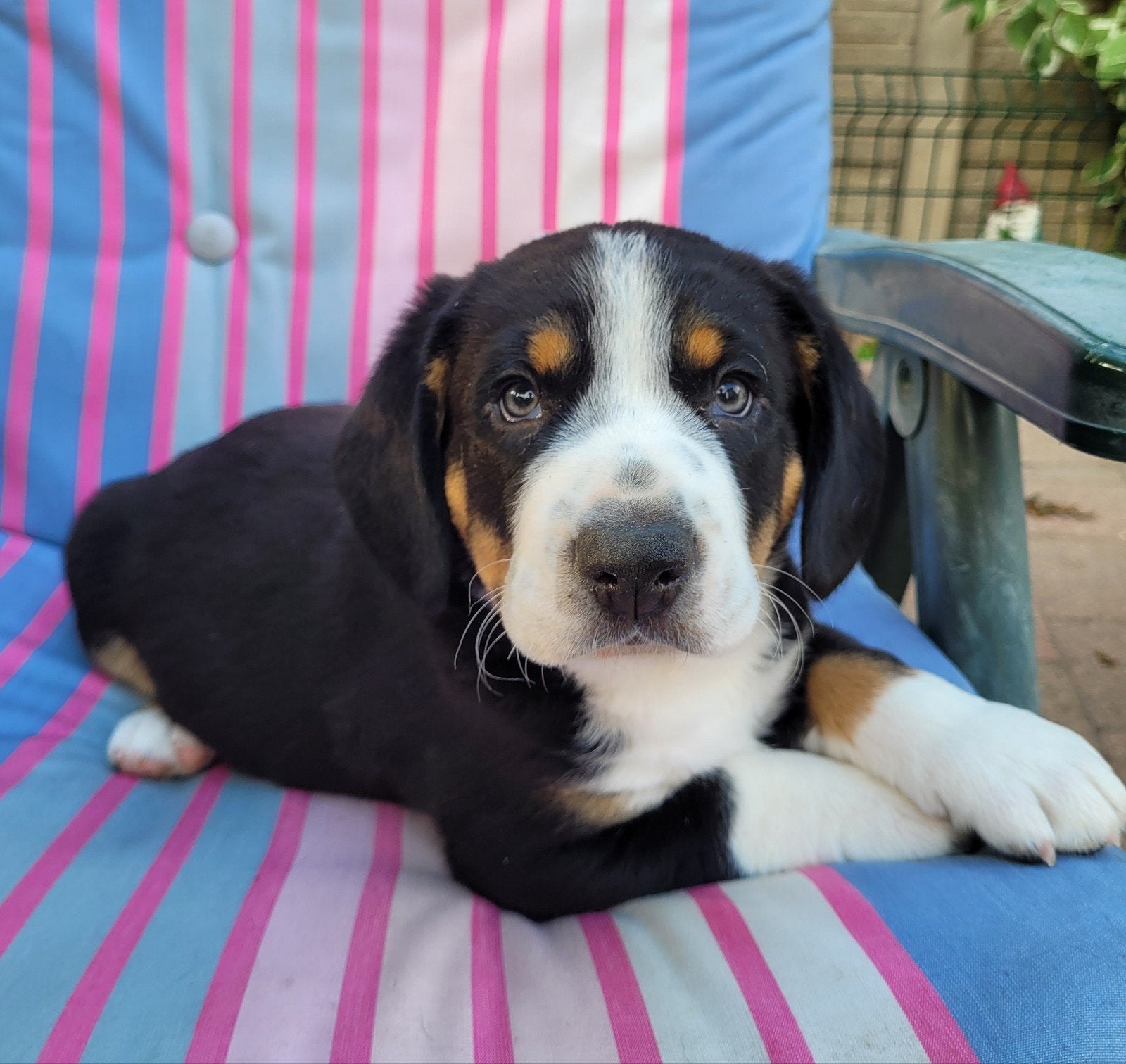 Entlebucher Sennenhond pup/  Cavalier King Charles Spaniel, Reu, 8 tot 15 weken, CDV (hondenziekte), Eén hond