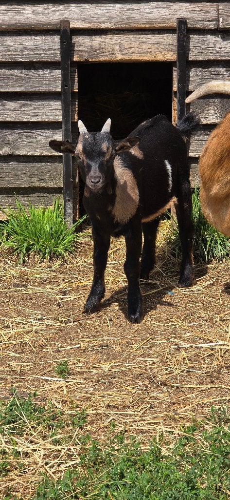 Zeer Mooi Jong Black &Tan Maanvlek Dwerggeit Bokje, Dieren en Toebehoren, Mannelijk, Geit