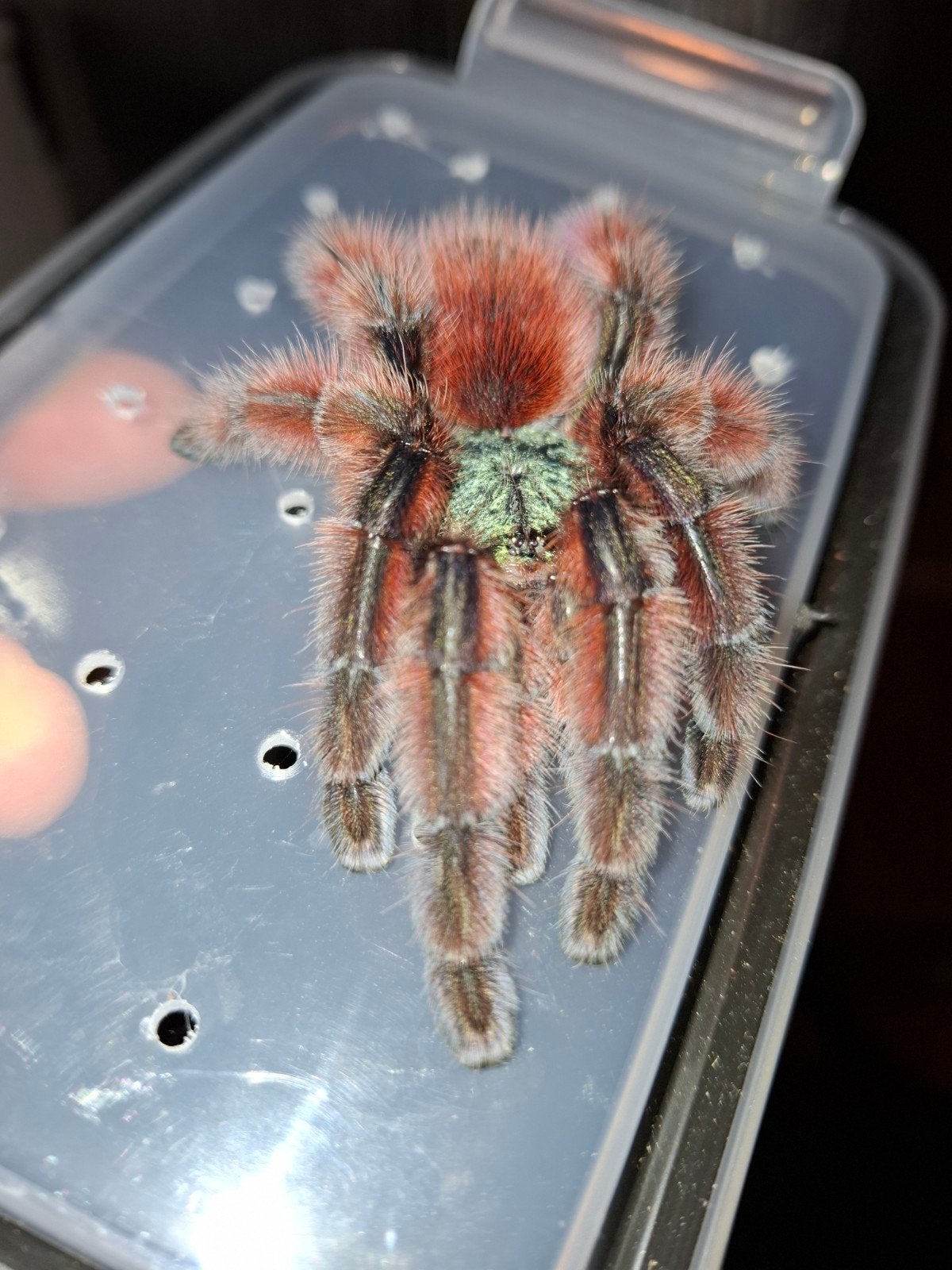 Caribena versicolor, Dieren en Toebehoren, Spin of Schorpioen