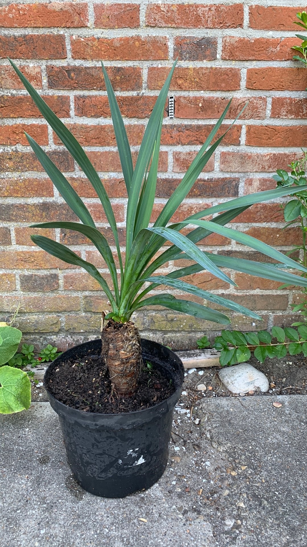 Te Koop Yucca, Tuin en Terras, Ophalen of Verzenden, Overige soorten, Volle zon