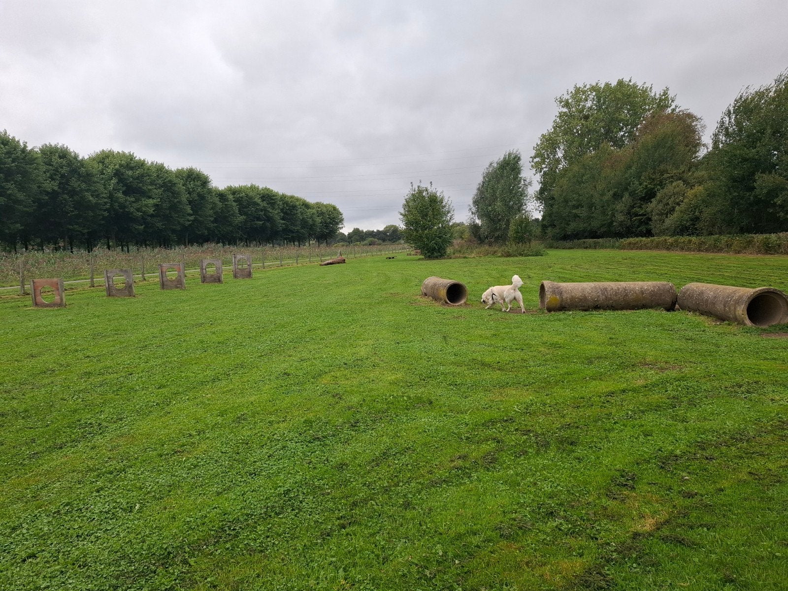 stukje grond/weiland gezocht, Dieren en Toebehoren