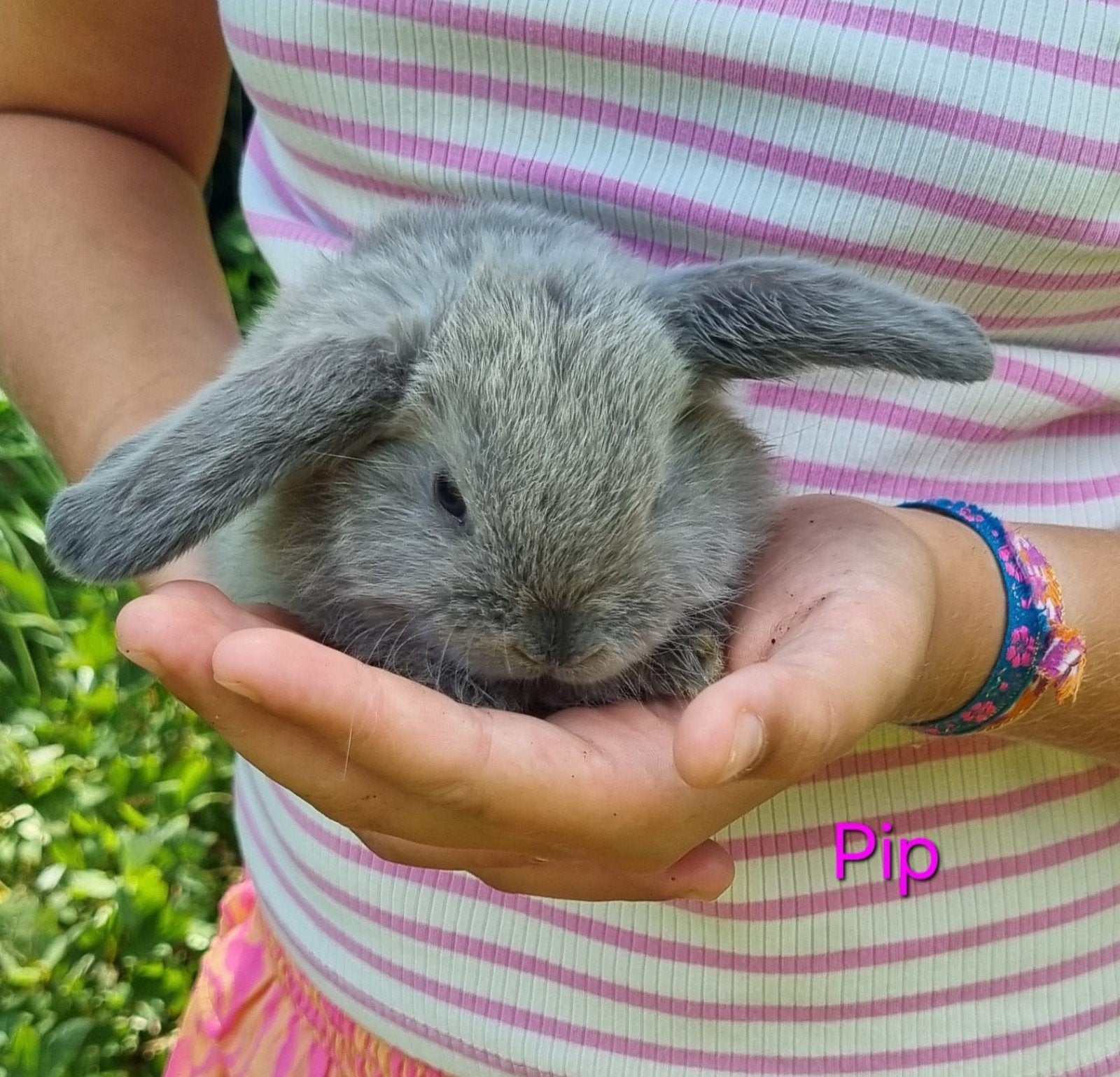 Super lieve jonge NDH x Mini lop voedsters, Dieren en Toebehoren, Vrouwelijk, Dwerg, Hangoor, 0 tot 2 jaar