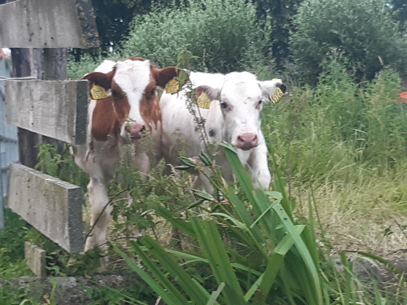 6 kalveren, Dieren en Toebehoren, Vrouwelijk, 0 tot 2 jaar